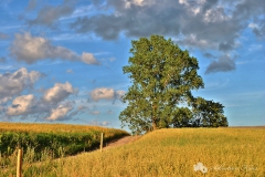 zaleze_pole_drzewo_lipiec_2012