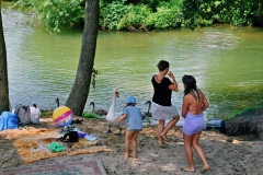 labedzie_jez_ostrzyckie_lipiec_2012